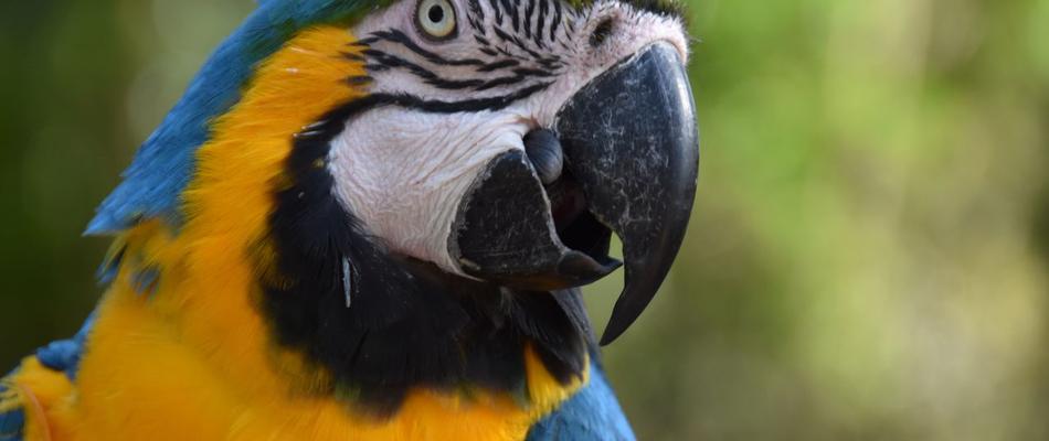 Aviary experience Magic Natura Animal, Waterpark Resort Benidorm Aviary experience Magic Natura Animal, Waterpark Resort Benidorm