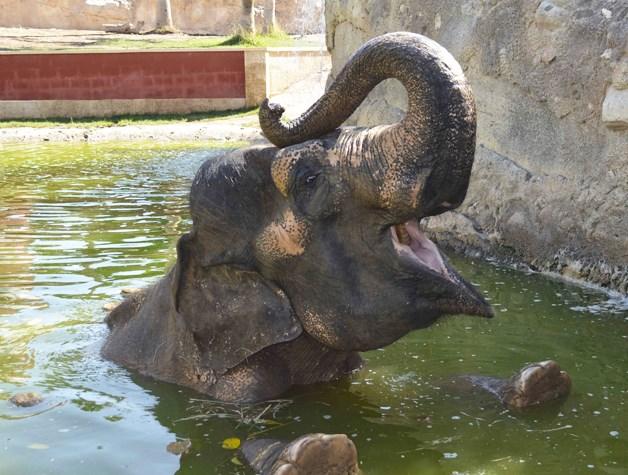 Magic Natura Animal, Waterpark Resort Benidorm Magic Natura Animal, Waterpark Resort Benidorm