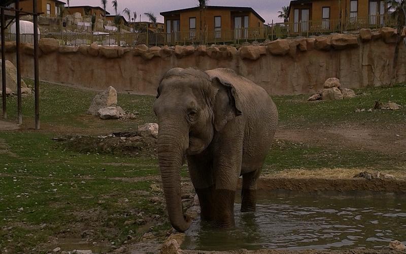 Magic Natura Animal, Waterpark Resort Benidorm Magic Natura Animal, Waterpark Resort Benidorm