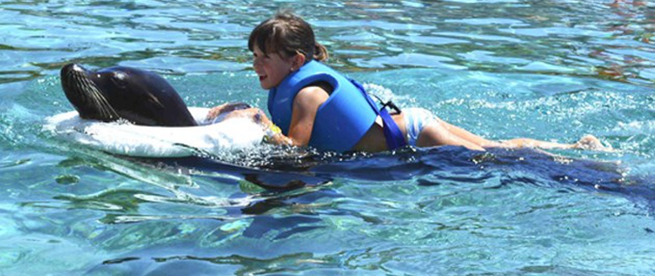Interaction with  with Sea Lions at Magic Natura Animal, Waterpark Resort Magic Natura Animal, Waterpark Resort Benidorm