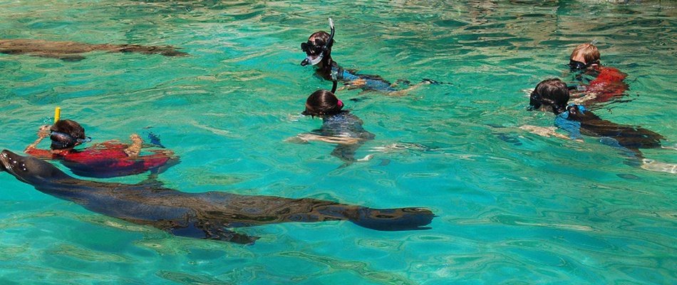 Swimming with Sea Lions at Magic Natura Animal, Waterpark Resort Magic Natura Animal, Waterpark Resort Benidorm Swimming with Sea Lions at Magic Natura Animal, Waterpark Resort Magic Natura Animal, Waterpark Resort Benidorm
