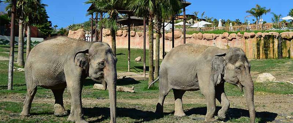 Discovery in Terra Natura of the Animal Magic Natura, Waterpark Resort Magic Natura Animal, Waterpark Resort Benidorm Discovery in Terra Natura of the Animal Magic Natura, Waterpark Resort Magic Natura Animal, Waterpark Resort Benidorm