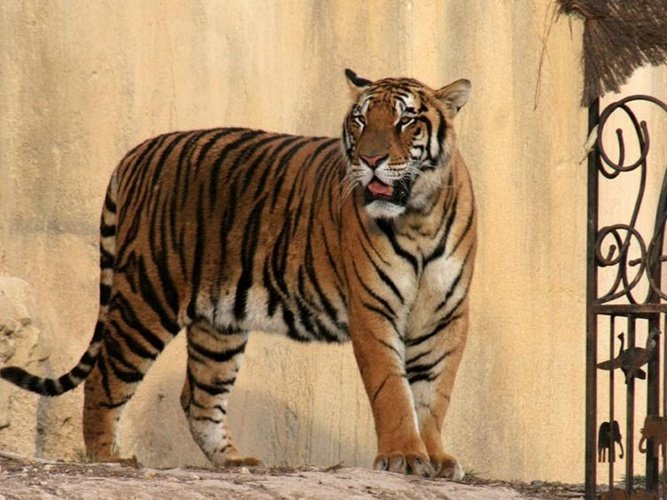 Tiger Magic Natura Animal, Waterpark Resort Benidorm