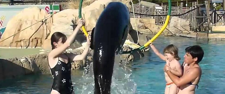 Sea Lions keeper for a day Magic Natura Animal, Waterpark Resort Benidorm Sea Lions keeper for a day Magic Natura Animal, Waterpark Resort Benidorm